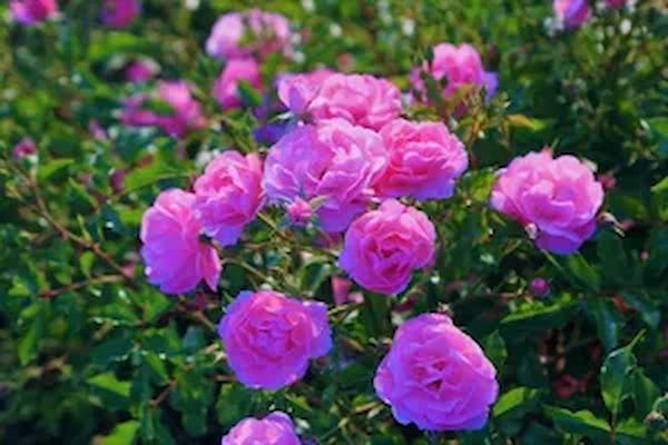 تصویر 5 از فروش گل محمدی کاشان + قیمت خرید به صرفه